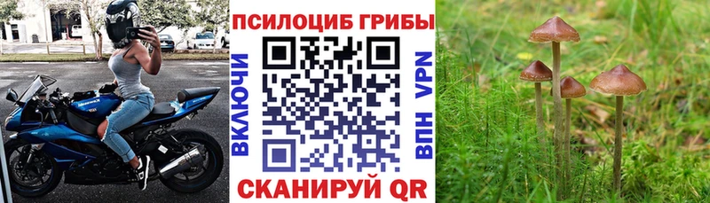 Галлюциногенные грибы мицелий  Новоржев 